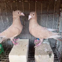 کفترمولیمنز