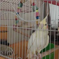 عروس هلندی