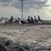 کفتر