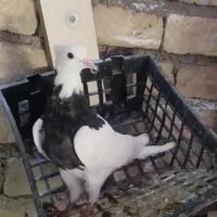جفت جوجه طوقی