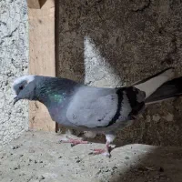 کبوتر|پرنده|محمدشهر, ولدآباد|دیوار