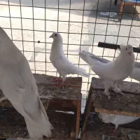 3جفت کفتر