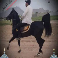 کره مادیان