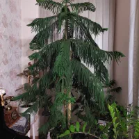 درخت کاج مطبق ۹ ساله