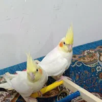 عروس هلندی
