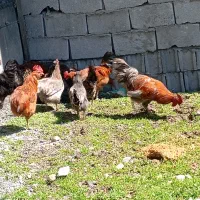 مرغ وخروس محلی