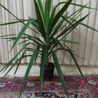 یوکا بزرگ سرسبز