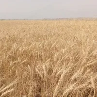 فروش‌ پیش گندم‌ برای‌ بسته بندی‌ کاه