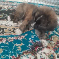 سگ نژاد اشپیت