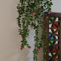 شمشاد وگل اویز کیفیت بالا  برای دکور مغازه و کافه