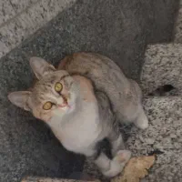 گربه ماده زیبا واگذاری