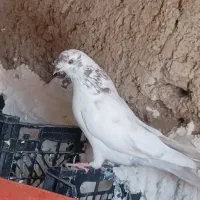 پرنده کبوتر