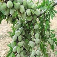 تولید و فروش نهال تا پنج ساله ارسال به کل کشور