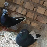 کبوتر زاغ