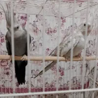فروش جفت مولد عروس هلندی