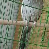 پرنده
