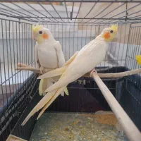 پرنده