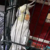 یک جفت عروس هلندی مولد اماده ،