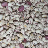 لوبیا چیتی