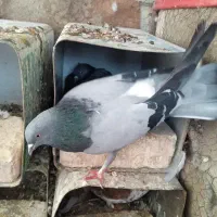 کبوتر سبز  اصفهانی پر