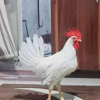 خروس