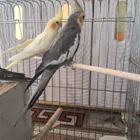عروس هلندی مولد