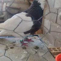 کبوتر طوقی و دوکت