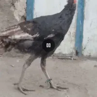 بوقلمون نر