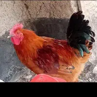 مرغ و خروس بلدرچین زینتی