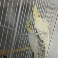 جفت مولد درحاله لونه گرم.کردن