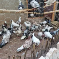کفتر|پرنده|قصابه, |دیوار
