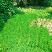 شالی ندا جعبه ای