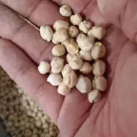 نخود اعلای کرمانشاه