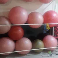 اجاره باشگاه ورزشی بانوان