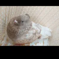 کبوتر ماده