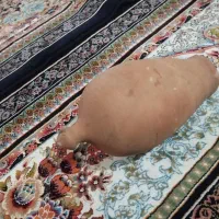 لانه مرغ عشق