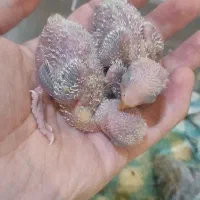جوجه طوطی کوتوله برزیلی سرلاکی اوپالین مارال