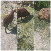 میش و بره