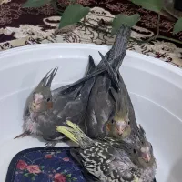 پرنده