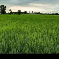 فروش جو برنج هاشمی با کیفیت