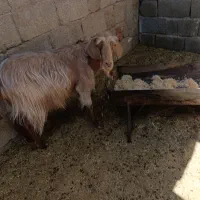 گوسفند