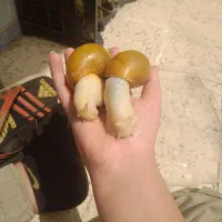 حلزون|خزنده|خرمدره, |دیوار