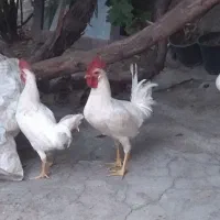 خروس سفید