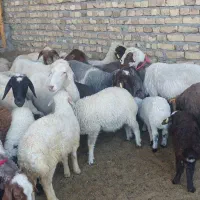 میش بره