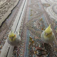 عروس هلندی