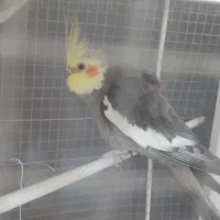 عروس هلندی نر