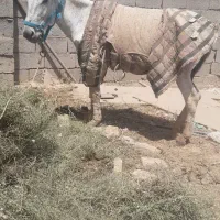 الاغ گله ای فروشی