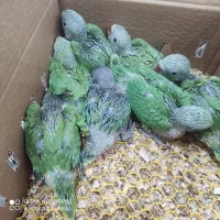 جوجه طوطی ملنگوسرلاکی رنگ سبز