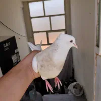 کفتر طوقی مهر