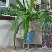 گل طبیعی|گل و گیاه طبیعی|عطاملک, |دیوار